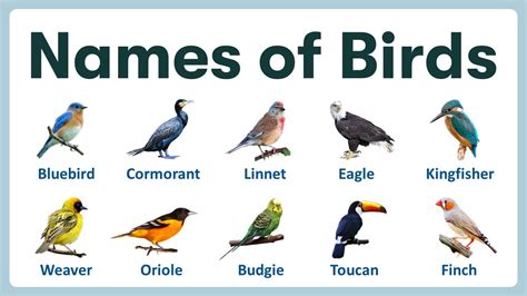 Pictures Of Birds With Names