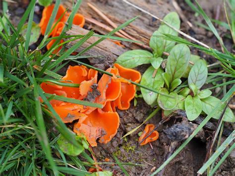 Orange peel Fungus - Rutland Natural History Society