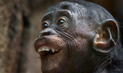 Monkey see, monkey do: The remarkably human faces pulled by our primate cousins | Daily Mail Online