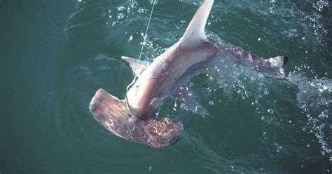 Hammerhead sharks now a protected species