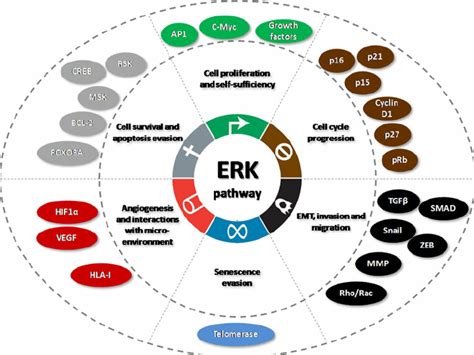 Biological consequences of the Ras – ERK pathway activation and the...