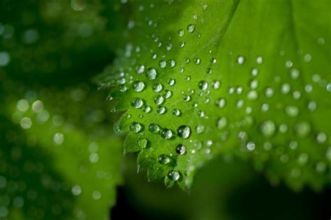 Free Images : nature, grass, dew, liquid, light, sunlight, texture, rain, water drop, leaf ...