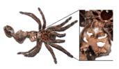 Tarantula Molting Process (Complete Guide) - SnakeTracks.com