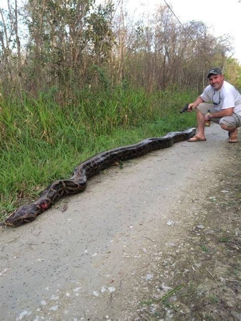 Where to encounter a Burmese python – Florida Hikes