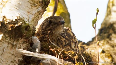 Mistle Thrush on nest - John Caddick | John Caddick