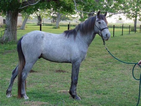 Oak Hill Farm McCurdys, Horses