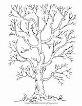 Tree With Bare Branches Coloring Page sketch template