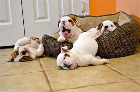 7 Things To Consider Before Buying A Bulldog