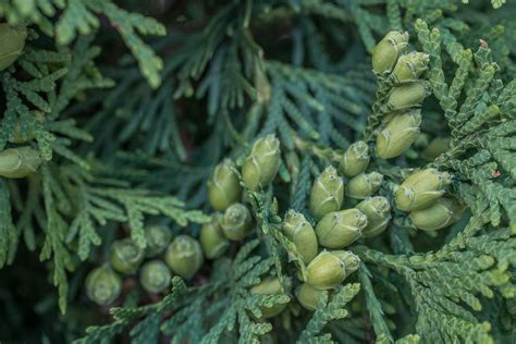 How to cook with cedar cones