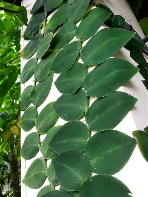 Rhaphidophora Species ... in 2020 | Unusual plants, Indoor plants, Tropical plants