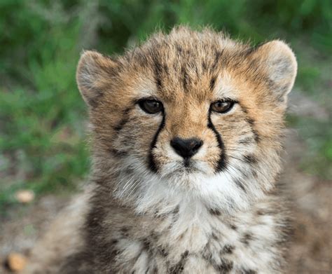 Monarto Zoo's five adorable Cheetah cubs have been named!