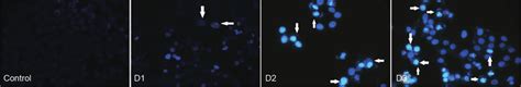 DAPI-stained cells for the detection of DNA damage (Fluorescence ...