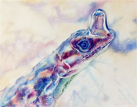 Water Anole Drawing by Chloe Sun - Fine Art America