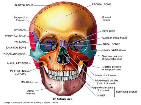 facial bone - Liberal Dictionary | Facial bones, Skull anatomy, Anatomy