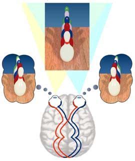 "What is Stereo Vision? Stereoptic? Stereopsis? Stereoscopic Vision? Depth Perception? Lazy Eye ...