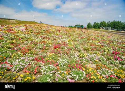 The famous and beautiful Panoramic Flower Gardens Shikisai-no-oka at ...