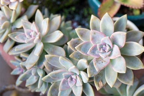 Moonglow Succulent - How to grow and care for Moonglow Plant Graptoveria?