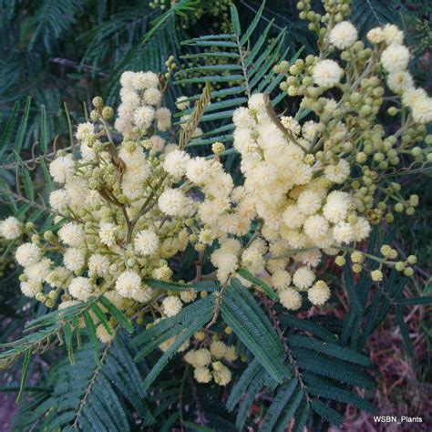 Acacia mearnsii – Wonthaggi Seed Bank & Nursery