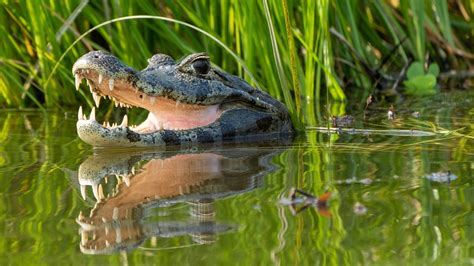 Alligator Bites Snorkeler in Central Florida Spring | Inside Edition