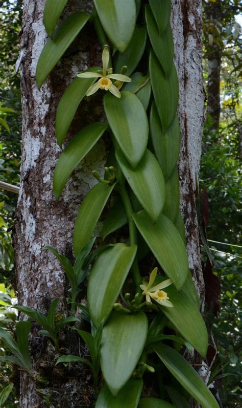 Vanilla Orchid | The Canopy Family | Orchids, Plants, Vanilla orchid