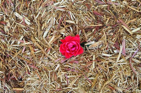 Western Red Cedar Mulch | Indianapolis Mulch | McCarty Mulch