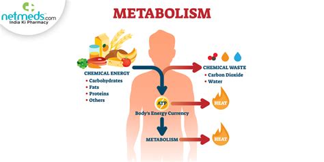 What Is Metabolic Reaction? Understand Types And Effective Ways To Regulate This Vital Bodily ...