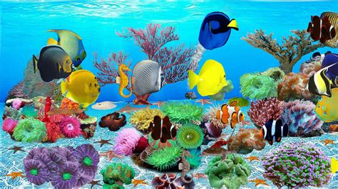 Top 10 best aquarium screensaver - sosmarkets