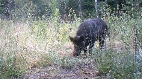 Controlling the wild boar population | farmnewsNOW