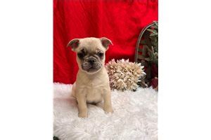 Frug Puppies for Sale from Reputable Dog Breeders