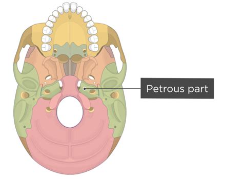 Skull Bone Markings - Inferior View - Part 2