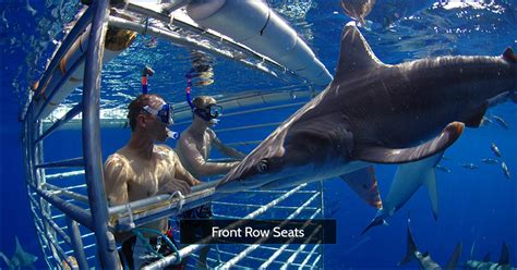 Oahu Shark Cage Dive – Tour Hawaii