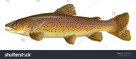 Brown trout illustration Images, Stock Photos & Vectors | Shutterstock