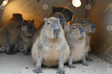 Group of Capybara Kapibara in Wood Cage Stock Image - Image of america, large: 156921743