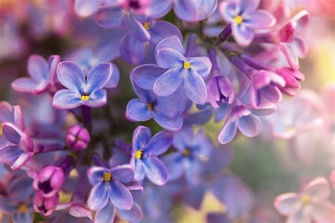 Why Idaho Chose the Syringa as Its State Flower and What Makes It Special