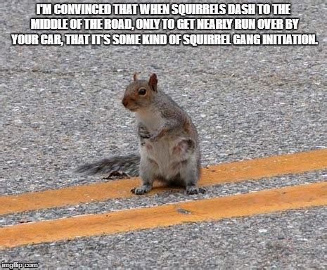 Funny Squirrel Meme - Imgflip