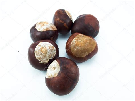 Seed of a chestnut tree — Stock Photo © andron19821982 #3924482