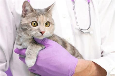 12 Warning Signs Your Cat Is in Pain - Cats.com