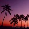 Palm trees on the coast, Kohala Coast, Big Island, Hawaii Photo Canvas Print | Great Big Canvas