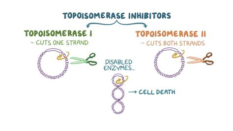 Topoisomerase inhibitors: Video, Anatomy & Definition | Osmosis