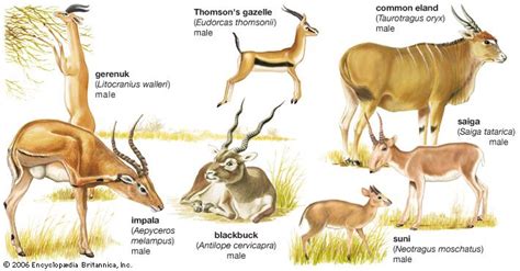 antelope | mammal | Animal infographic, Deer species, Mammals