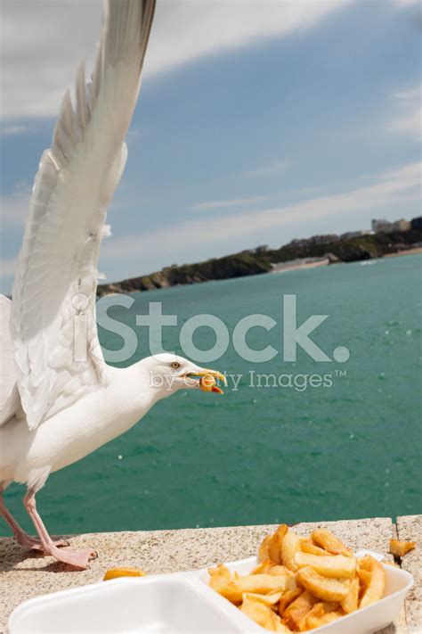 Seagull Eating Chips stock photos - FreeImages.com