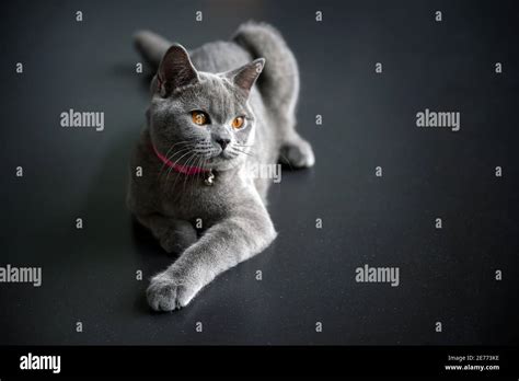 British shorthair cat, blue-gray color with orange eyes. Sitting and ...