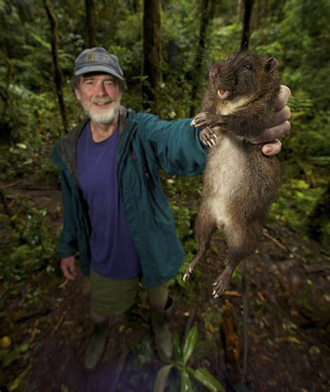 The largest rat in the world is the Gambian Giant Pouched Rat ...