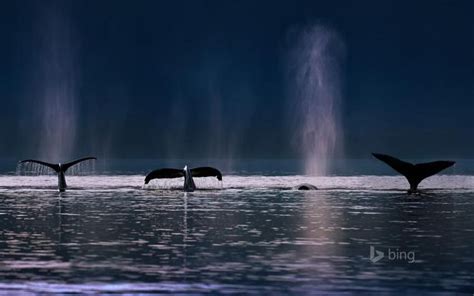 Beautiful Bing Whale Wallpaper for Your Devices