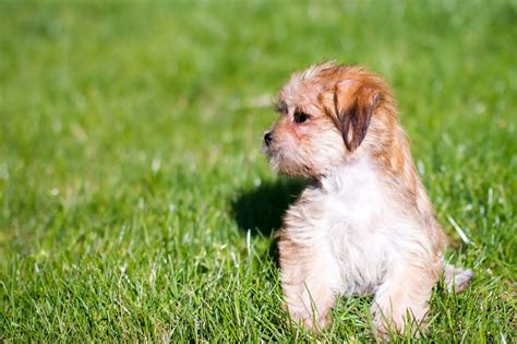 Shorkie: Breed Info and 7 Must-Know Facts For Pet Parents | Perfect Dog Breeds