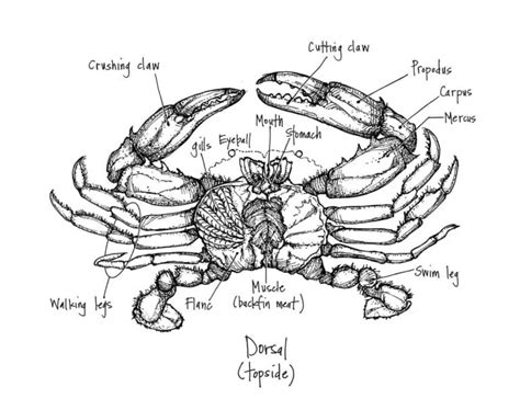 Dorsal (topside) anatomy of the Chesapeake blue crab | Battista Illustration