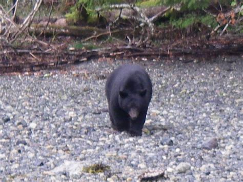 Black bear ready for hibernation | Grizzly Bear Tours & Whale Watching, Knight Inlet