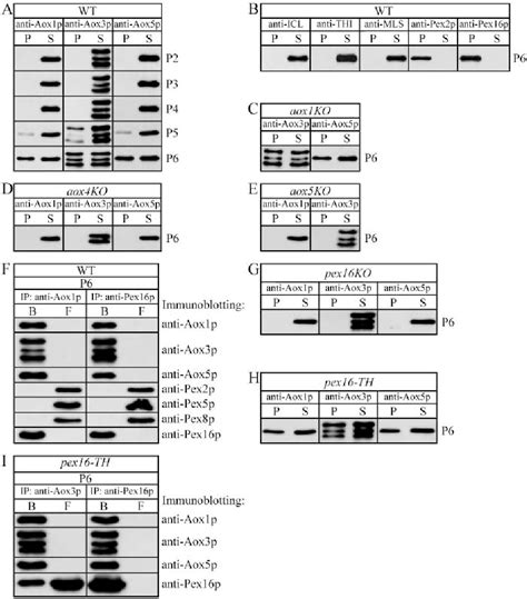 Figure 1 from Peroxisome division in the yeast Yarrowia lipolytica is ...