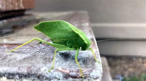 Types of Green Insects With Pictures and Names - Identification Guide