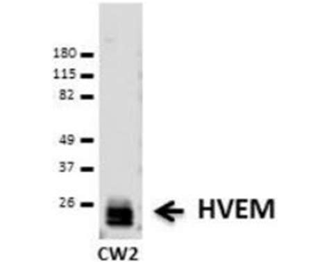 New PD-1 ELISA Kit, excellent for preclinical studies or ...